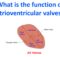 What is the function of atrioventricular valves
