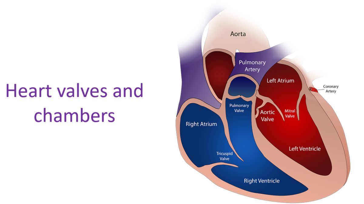 Heart valves and chambers