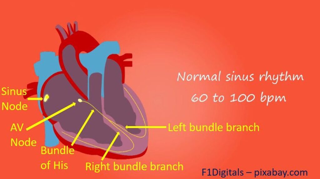 Conduction system of the heart