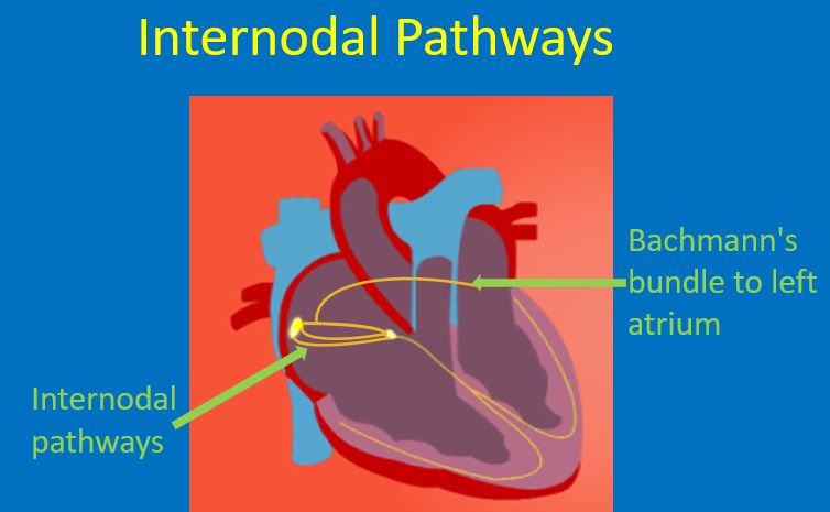 Internodal pathways