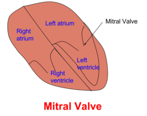 Mitral valve