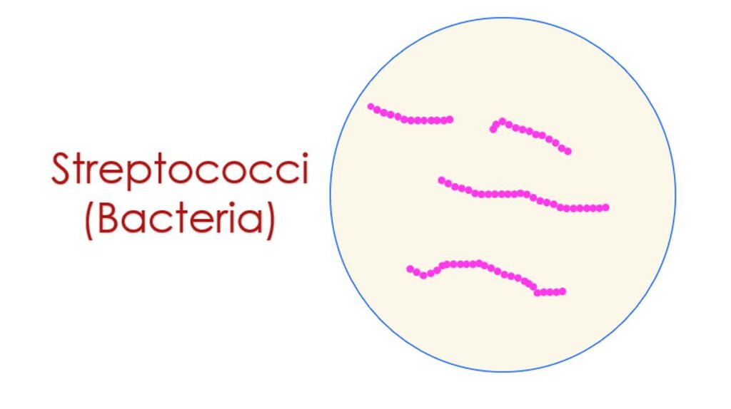 Streptococci (bacteria)