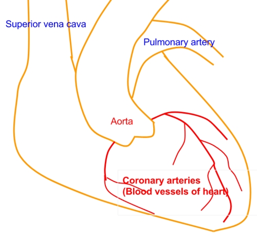 Coronary arteries - blood vessels of heart