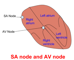 Where Is The Av Node