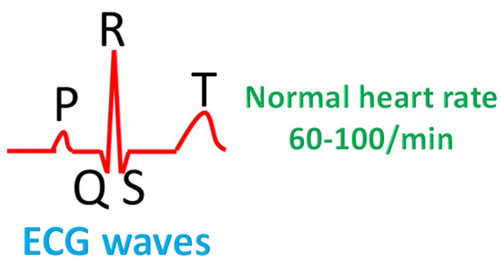 ECG waves and normal heart rate