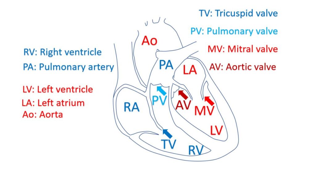 What Is Heart Valve Disease? – All About Heart And Blood Vessels