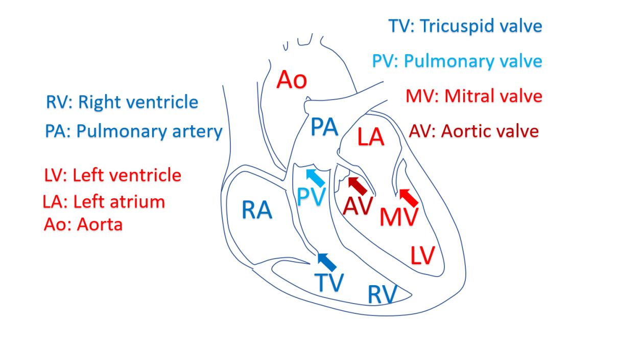 Heart valves and chambers