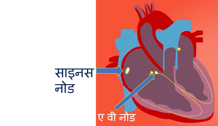 साइनस नोड और ए वी नोड