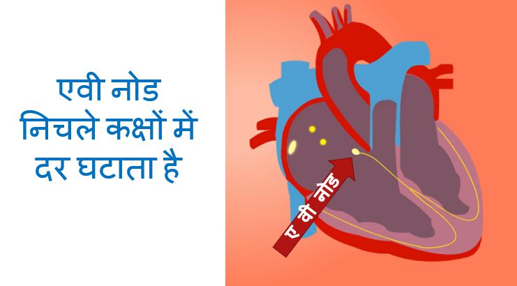 एवी नोड निचले कक्षों में दर घटाता है