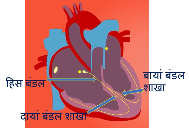 हिस बंडल, बायां बंडल शाखा और दायां बंडल शाखा