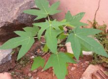 Papaya plant (Carica papaya)