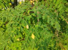Moringa leaves (Moringa oleifera)