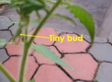 Tomato flower bud (Solanum lycopersicum)