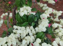 Bleeding heart vine (Clerodendrum thomsoniae)
