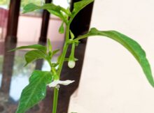 Chili plant (Capsicum annuum) flowering