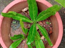 Mexican coriander (Eryngium foetidum) update