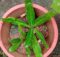 Mexican coriander (Eryngium foetidum) update