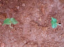 Okra (Abelmoschus esculentus) seeds germinating