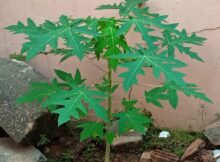 Papaya plant (Carica papaya) growing