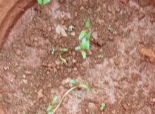 Spinach seeds germinating (Spinacia oleracea)
