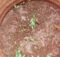 Spinach seeds germinating (Spinacia oleracea)