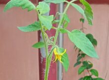 Tomato flower (Solanum lycopersicum)