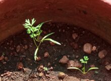 Carrot saplings (Daucus carota subsp. sativus) growing
