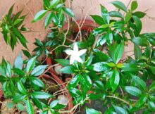 Crape Jasmine flower (Tabernaemontana divaricata)