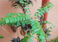 Curry leaves (Murraya koenigii) ready for a mini harvest