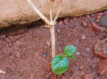Jasmine plant (Jasminum grandiflorum)