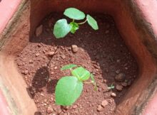 Okra (Abelmoschus esculentus) plants growing