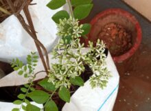 Curry leaves (Murraya koenigii) flowers