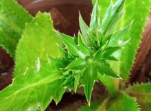 Mexican coriander (Eryngium foetidum) developing inflorescence