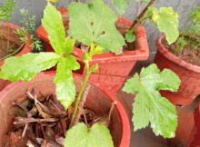 Okra (Abelmoschus esculentus) buds