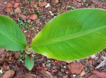 Plantain sapling