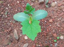 Ridge gourd (Luffa acutangula) sapling growing