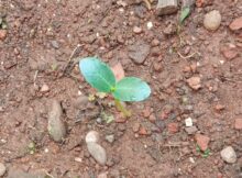 Ridge gourd (Luffa acutangula) sapling