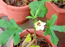Okra (Abelmoschus esculentus) flower