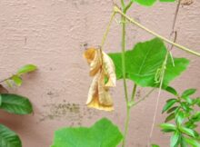Snake gourd plant
