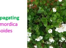 Propagating Momordica Cissoides