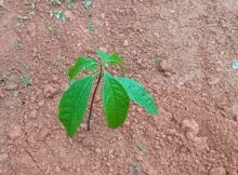 അവോക്കാഡോ (വെണ്ണപ്പഴം) ചെടി