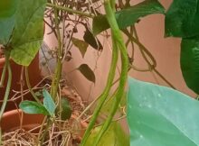 ഇലകൾക്കിടയിൽ ഒളിച്ചിരിക്കുന്ന അച്ചിങ്ങ പയർ