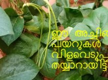 ഈ അച്ചിങ്ങ പയറുകൾ വിളവെടുപ്പിന് തയ്യാറായിട്ടില്ല!