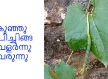 കുഞ്ഞു പീച്ചിങ്ങ വളർന്നു വരുന്നു