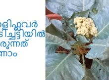 കോളിഫ്ലവർ ചെടിച്ചട്ടിയിൽ വളരുന്നത് കാണാം