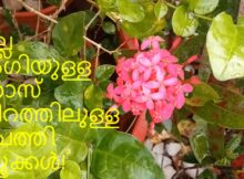 നല്ല ഭംഗിയുള്ള റോസ് നിറത്തിലുള്ള ചെത്തി പൂക്കൾ!