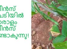 ബീൻസ് ചെടിയിൽ ധാരാളം ബീൻസ് ഉണ്ടാകുന്നു!