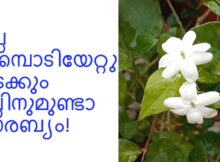 മുല്ല പൂമ്പൊടിയേറ്റു കിടക്കും കല്ലിനുമുണ്ടാ സൗരബ്യം!