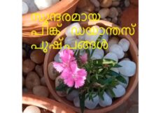 സുന്ദരമായ പിങ്ക് ഡയാന്തസ് പുഷ്പങ്ങൾ
