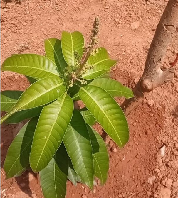 ഈ ഓൾ സീസൺ ഒട്ടു മാവ് വൈകി പൂക്കാൻ തുടങ്ങുകയാണ്, സംശയമില്ല!
